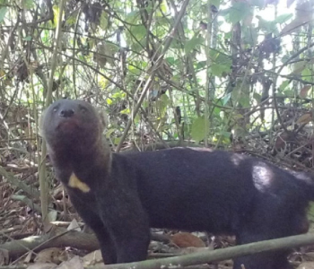 Habitante del bosque