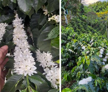 La Primavera del Cafetal