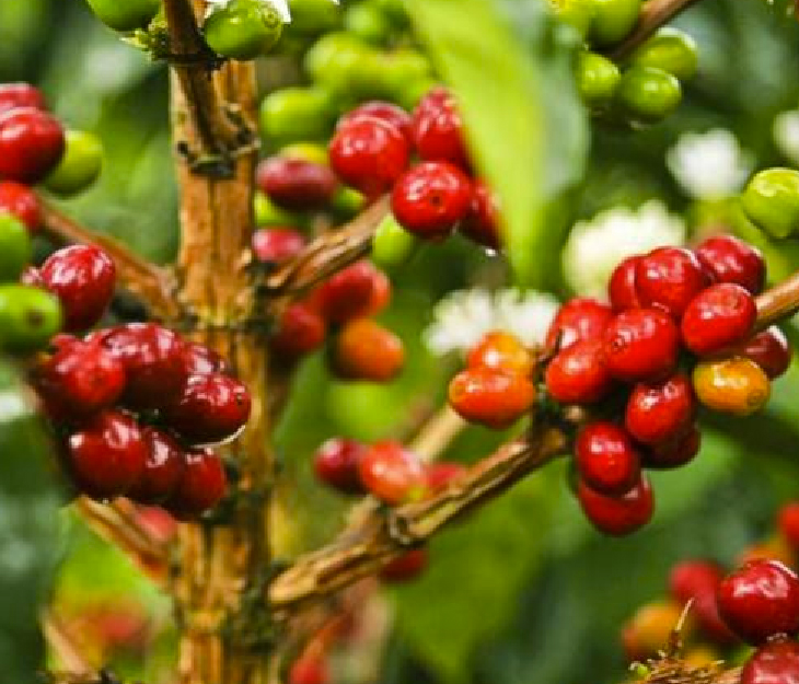 Café Colombiano