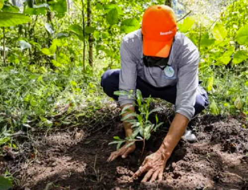 Así es el programa de protección que adelanta Celsia para el Nevado del Tolima