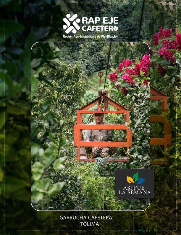 Garrucha cafetera - Tolima