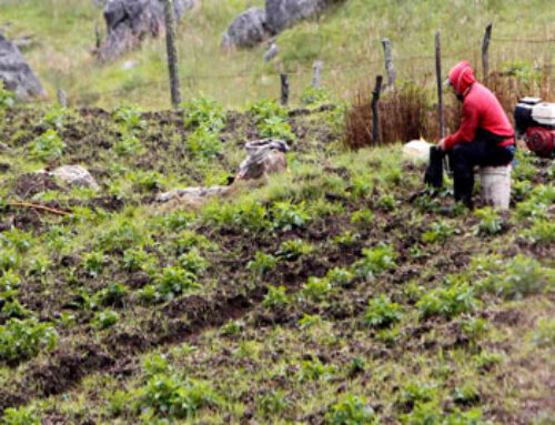 Los pequeños productores de ingresos bajos pueden acceder a un subsidio de hasta el 95% del costo de la póliza del seguro agropecuario