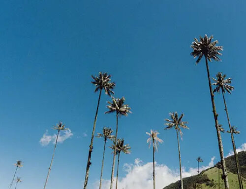 La palma de cera del Quindío colombiano estableció récord mundial