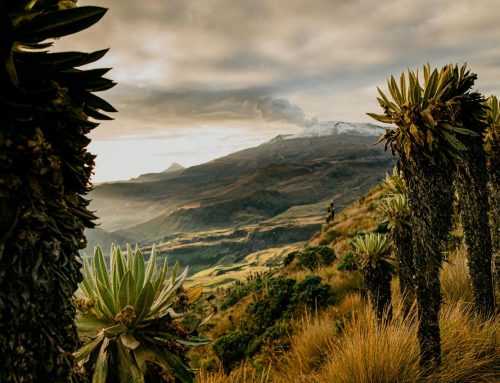 La RAP Eje Cafetero presente en las mesas de trabajo para la protección del Parque los Nevados